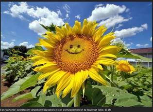 Afbeeldingsresultaat voor zonnebloemen